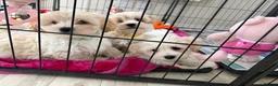 Maltipoo dogs for sale: Beautiful happy health tested Maltipoo fur babies  - Advert 20