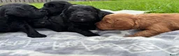 Cockapoo dogs for sale: F1 Cockapoo Pups! - Advert 3