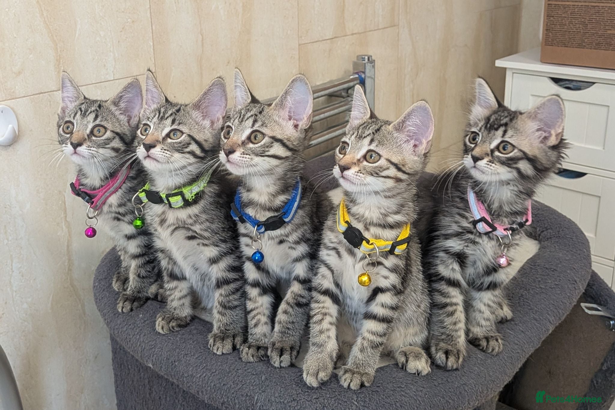 Mixed Breed cats Adorable kittens in London(SE18)😻😍😻 - Advert 1
