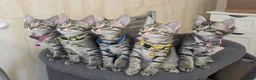 Mixed Breed cats for sale: Adorable kittens in London(SE18)😻😍😻 - Advert 1