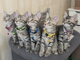 Mixed Breed cats Adorable kittens in London(SE18)😻😍😻 - Advert 1