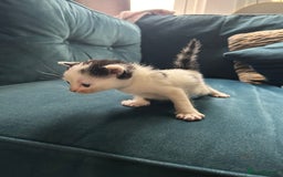 Mixed Breed cats for sale: Tabby White and black kittens  - Image 5