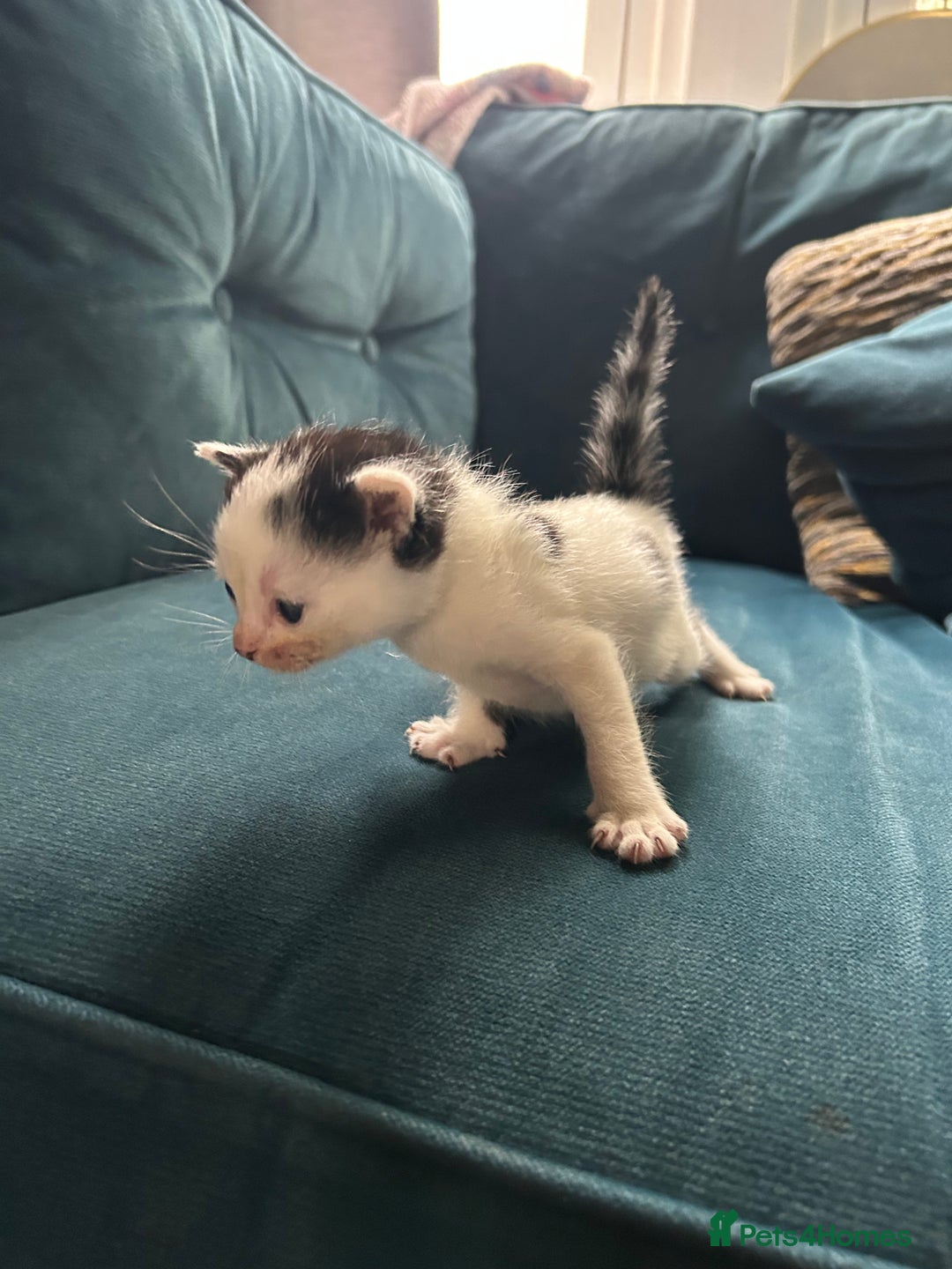 Mixed Breed cats for sale: Tabby White and black kittens  - Image 5