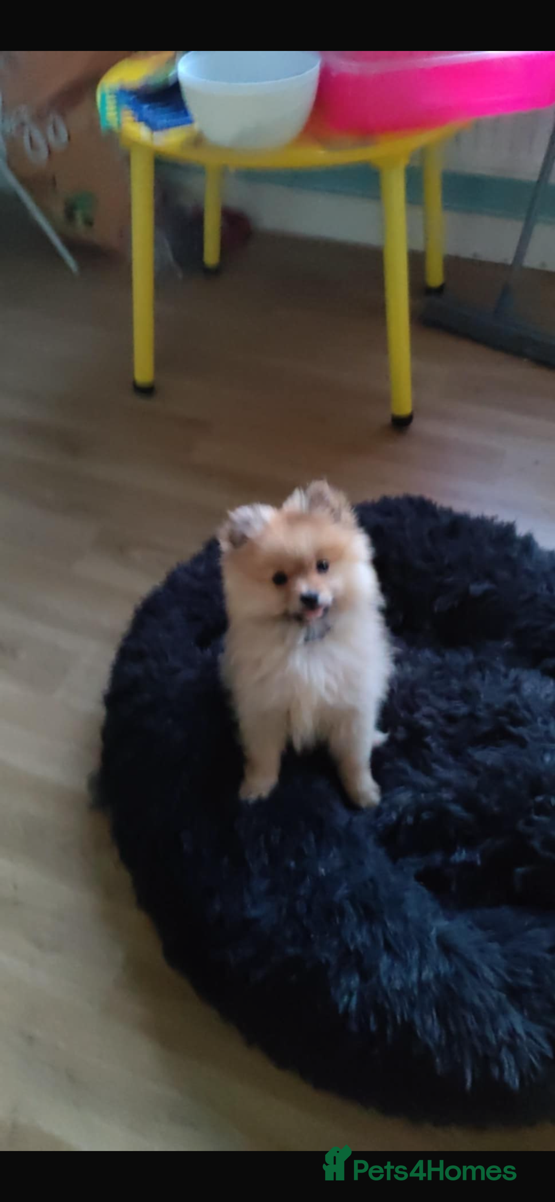 Pomeranian dogs for sale: This is bao he’s a lovely dog - Advert 3