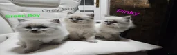 Ragdoll cats for sale: Lovely Litter of 3 Kittens Looking for Loving Home - Advert 32