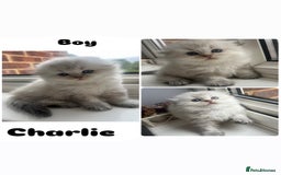 Scottish Fold cats for sale: Pedigree Scottish Fold & Straight kittens  - Image 2