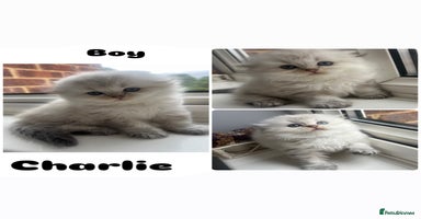 Scottish Fold cats - Advert 10