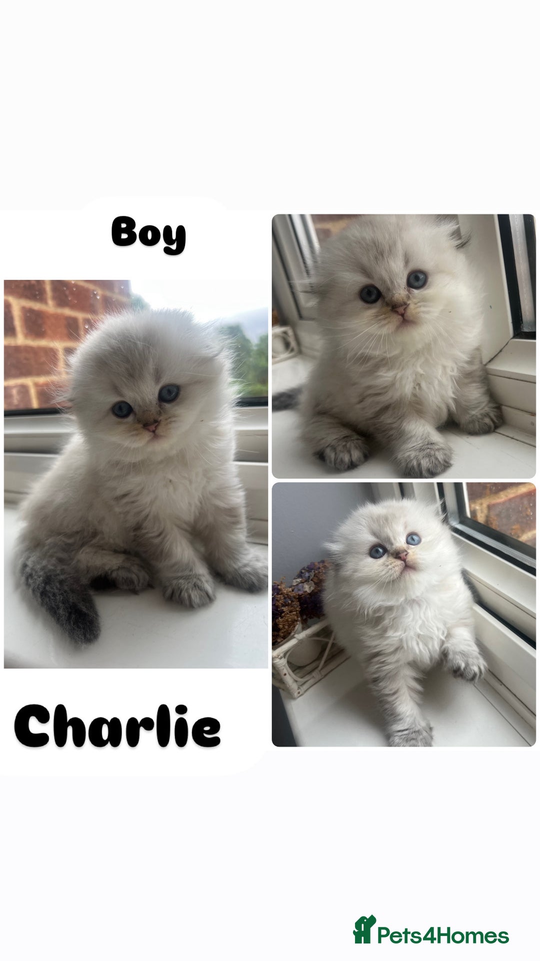 Scottish Fold cats for sale: Pedigree Scottish Fold & Straight kittens  - Image 2