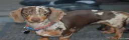 Miniature Dachshund dogs for sale: Top quality mini smooth dachshund puppies  - Advert 20