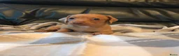 Miniature Dachshund dogs for sale: True miniature dachshunds - Advert 9