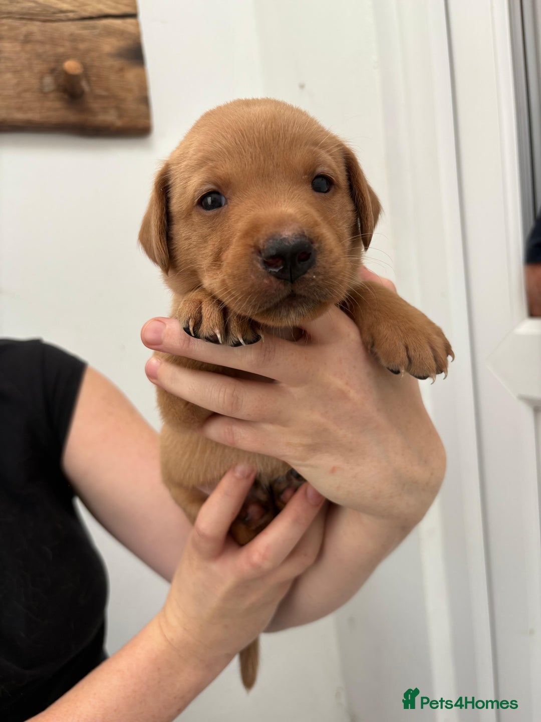 Labrador Retriever dogs for sale: KC Reg Fox red labrador litter of 6 dogs 4 bitches - Advert 29