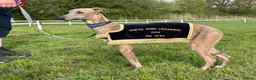 Whippet dogs for sale: Stunning litter of whippets  - Advert 3