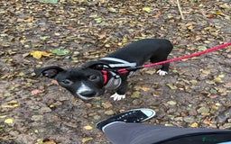 Mixed Breed dogs for sale: Mixed breed puppy 17 weeks old - Image 7