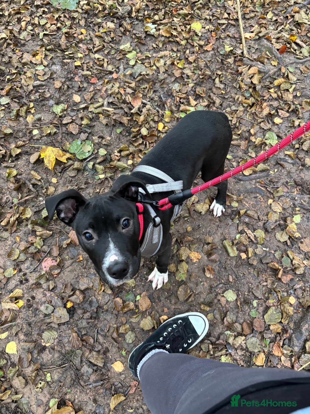 Mixed Breed dogs for sale: Mixed breed puppy 17 weeks old - Image 7