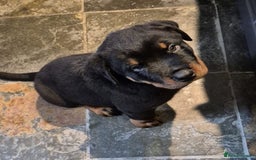 Rottweiler dogs for sale: Rottweiler Puppies in Great Yarmouth - Image 12