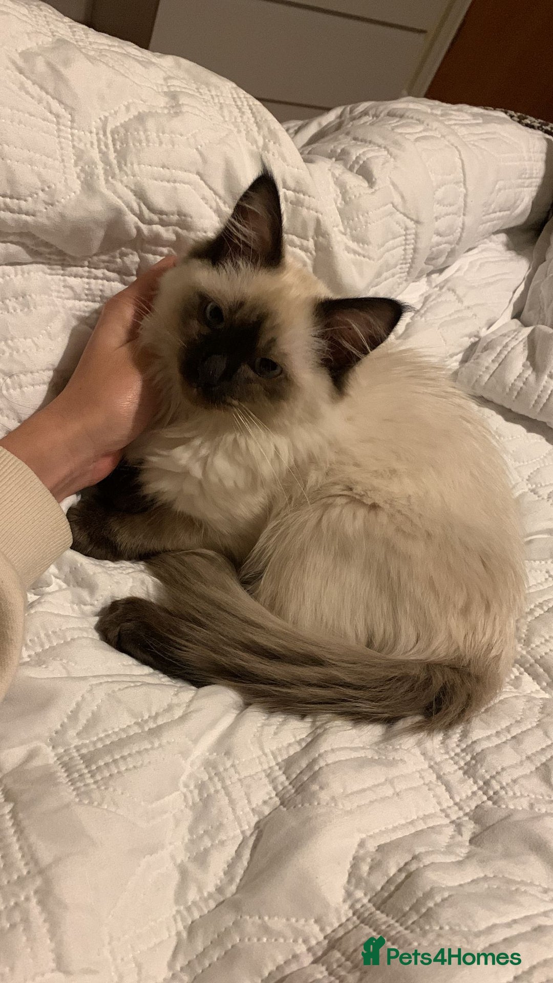 Ragdoll cats for stud: Ollie - Ragdoll Stud Available - Playful & Loving - Image 3
