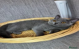 British Shorthair cats for sale: Beautiful British Shorthair Girls  in Bristol - Image 19