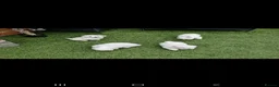Maltese dogs for sale: Maltese puppies - Advert 4