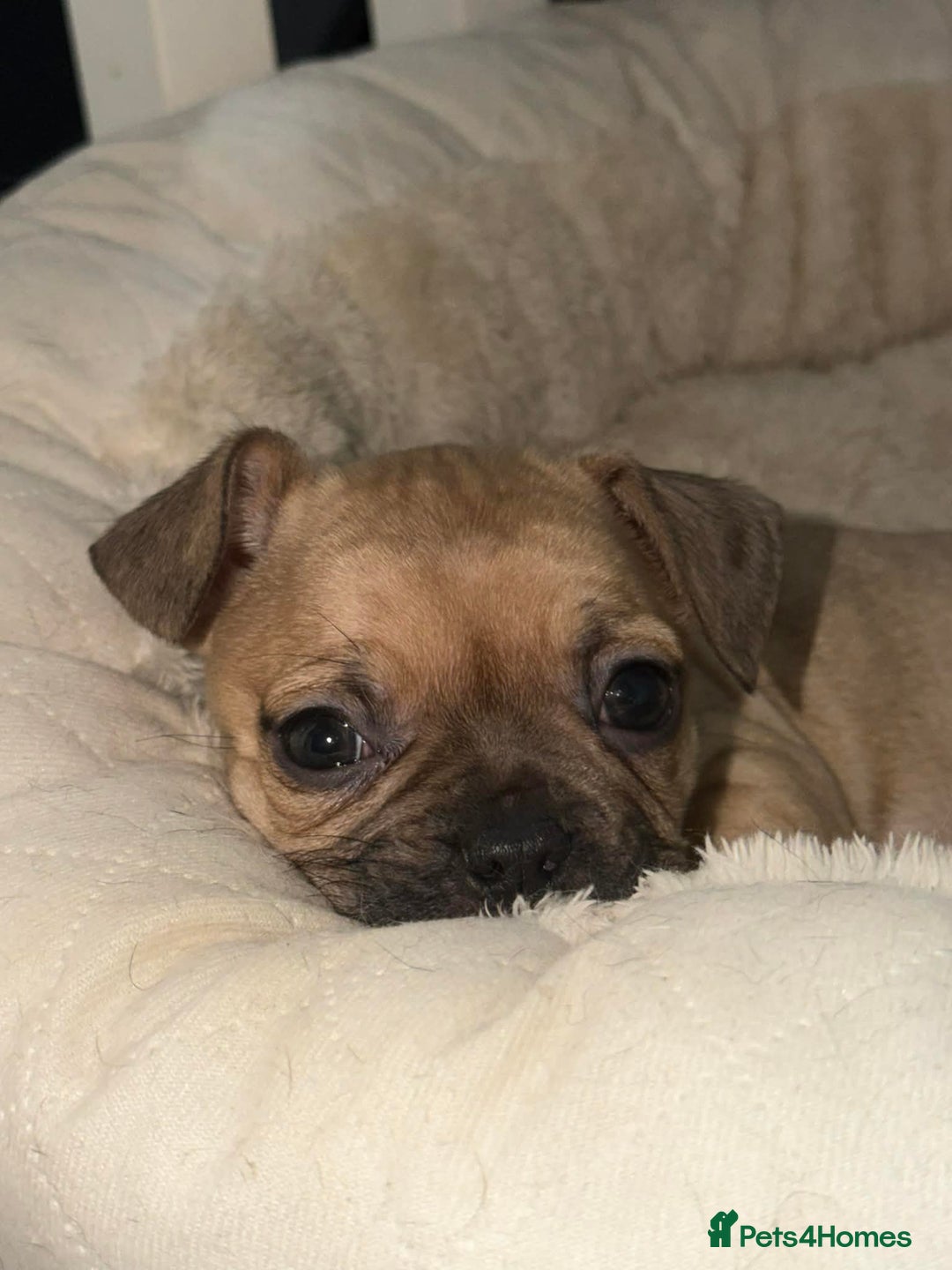 Frug dogs for sale: Frug puppy 9 weeks old  - Advert 1