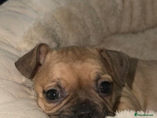 Frug dogs Frug puppy 9 weeks old - Advert 4