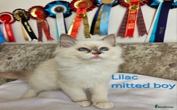 Ragdoll cats for sale: GCCF REGISTERED PEDIGREE RAGDOLL KITTENS - Image 8