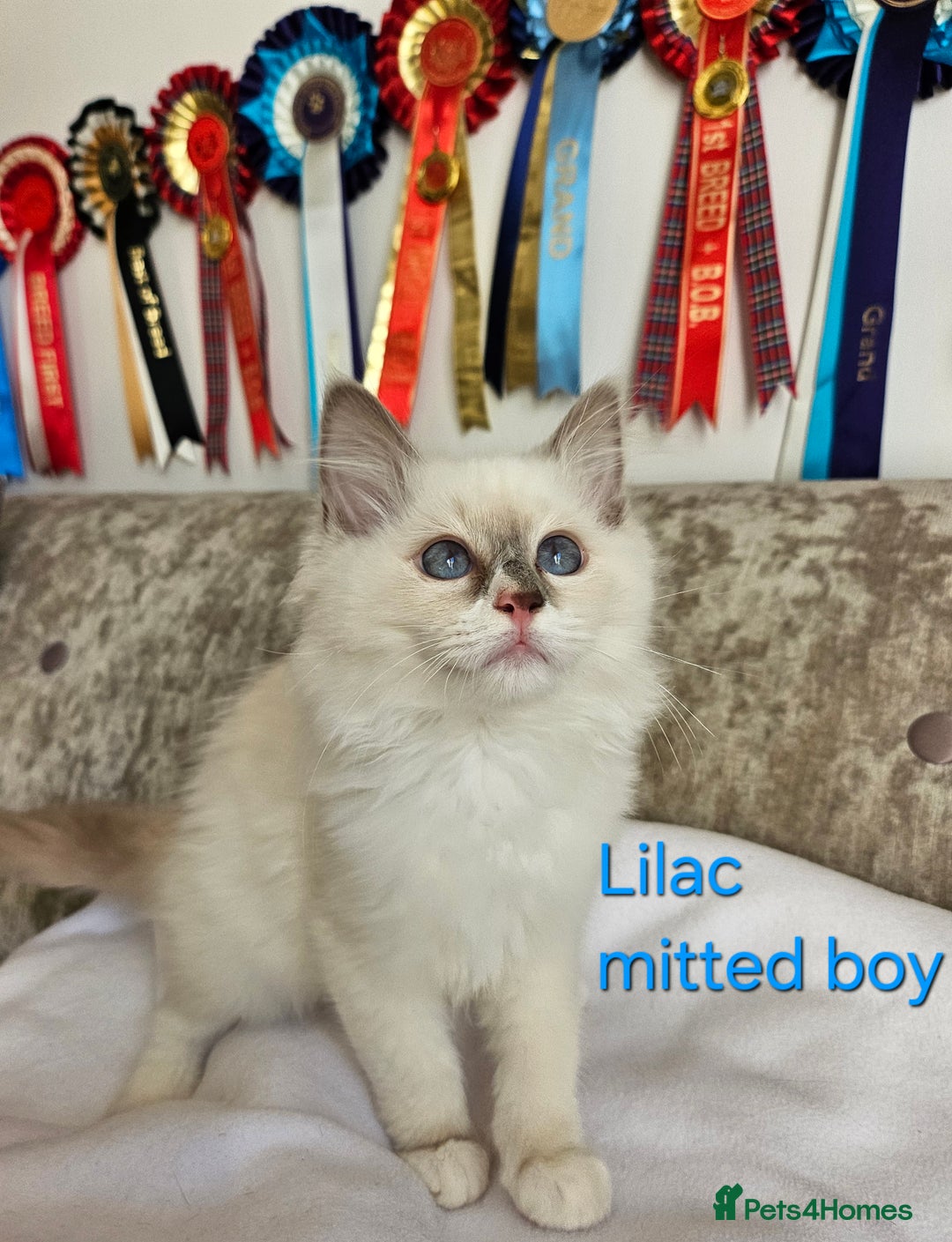 Ragdoll cats for sale: GCCF REGISTERED PEDIGREE RAGDOLL KITTENS - Image 8