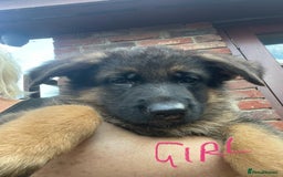 German Shepherd dogs for sale: German Shepherd pups KCRegistered/hip&elbow scored - Image 14
