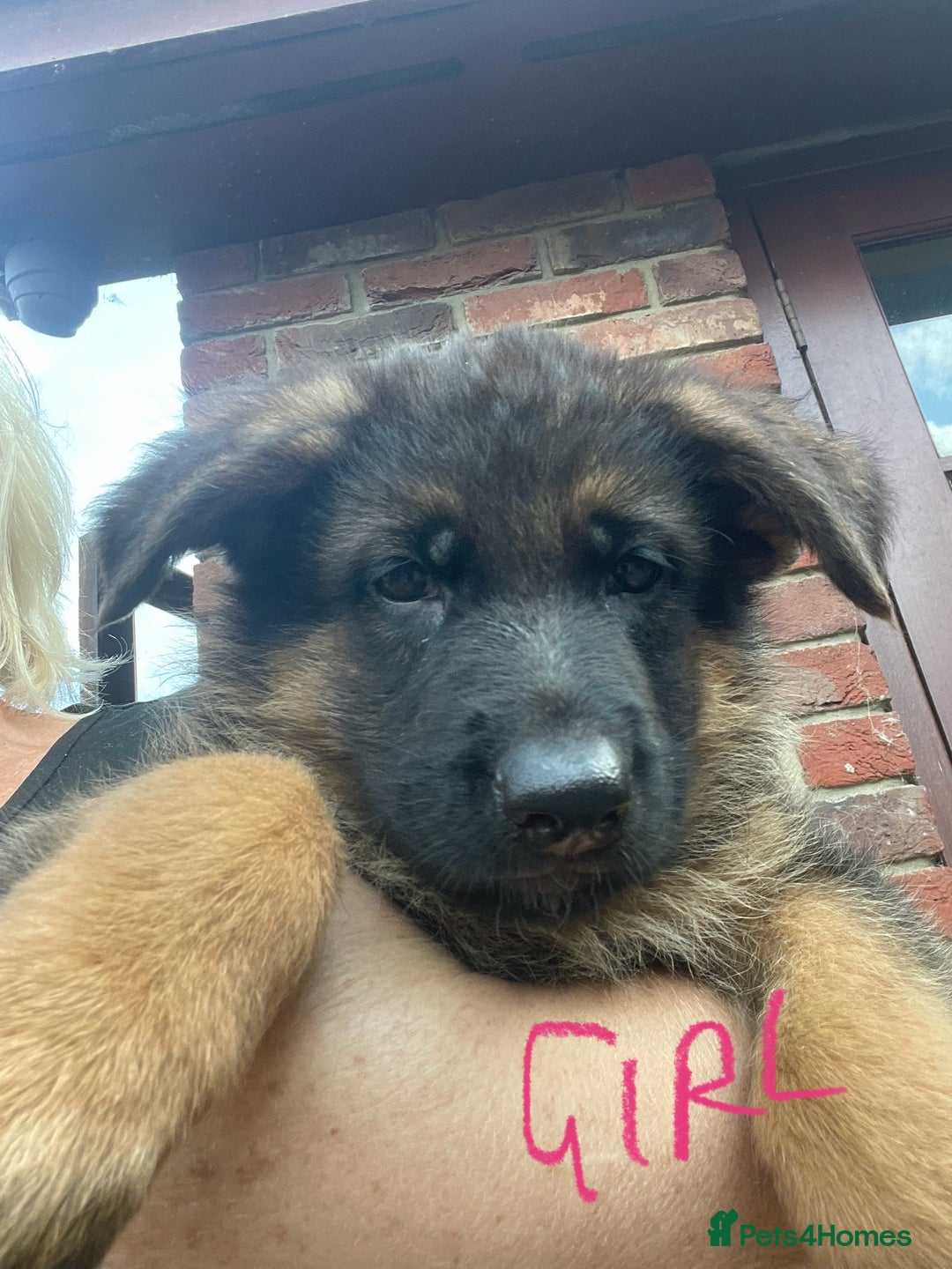 German Shepherd dogs for sale: German Shepherd pups KCRegistered/hip&elbow scored - Image 14