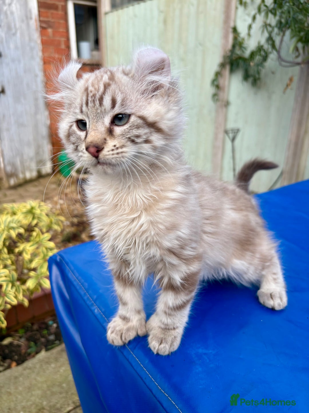 Keetso cats for sale: Stunning rare longhaired polydactyl curled eared  - Advert 2