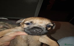 Border Terrier dogs for sale: Border terriers  - Advert 2