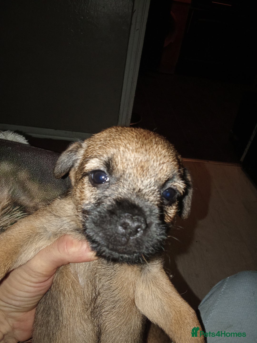 Border Terrier dogs for sale: Border terriers  - Advert 2