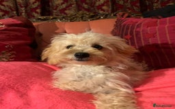 Chipoo dogs for sale: Beautiful Chipoo Pups - Image 3