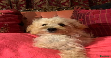 Chipoo dogs - Advert 2
