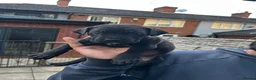 Cane Corso dogs for sale: DeBella Cane Corso Pups - Advert 3