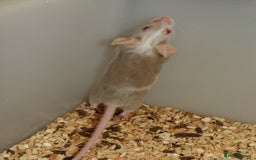 Mouse rodents for sale: Satin, long and short haired varieties  - Image 4