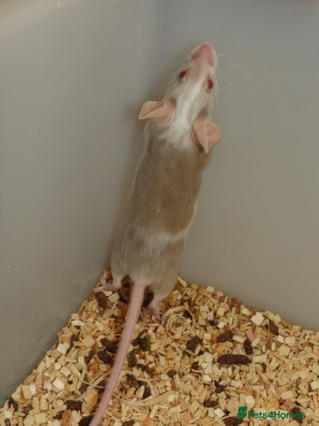Mouse rodents for sale: Satin, long and short haired varieties  - Image 4