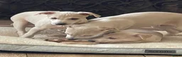 Mixed Breed dogs for sale: Wiggy’s  Whippet x Italian silver fawns - Advert 19