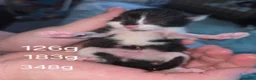 Mixed Breed cats for sale: Kittens looking for their forever homes - Advert 4