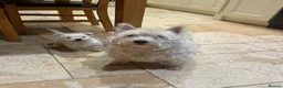 West Highland Terrier dogs for sale: Adorable West Highland Terrier Puppy - Advert 3