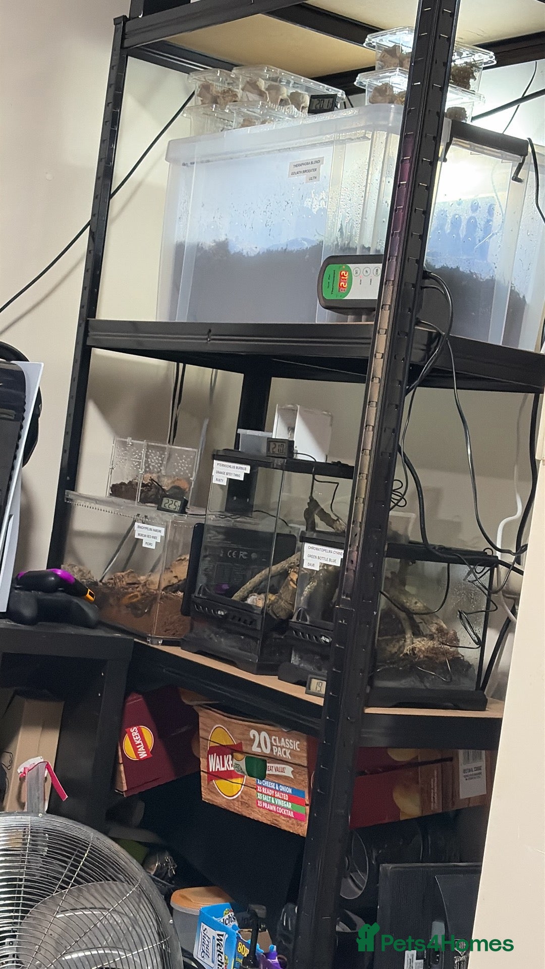 Tarantulas invertebrates for sale: Goliath birdeater, OBT and more - Advert 3