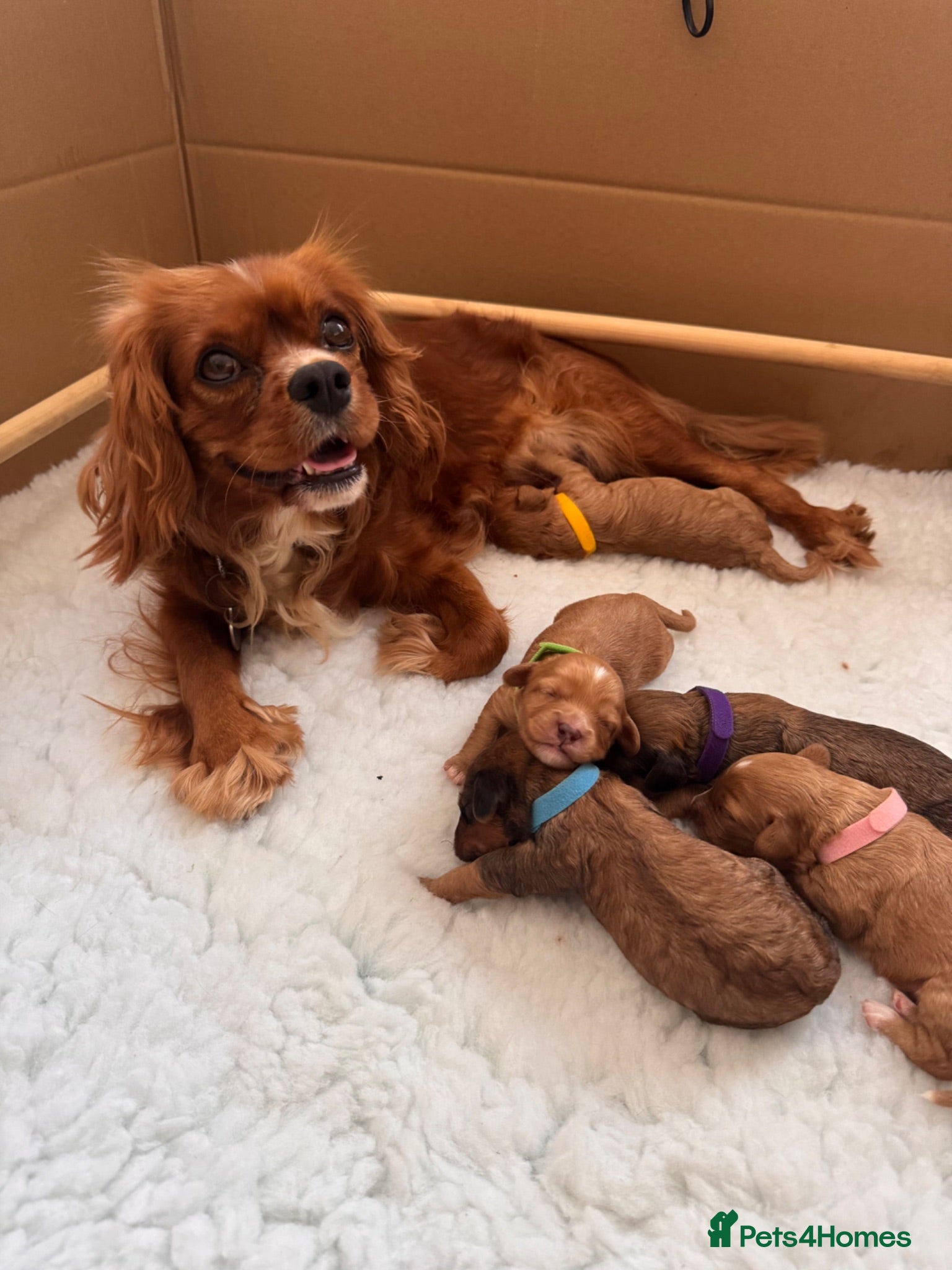 Cavapoo dogs 🐾🐶 F1 Cavapoo Puppies for Sale 🐶🐾 - Advert 1
