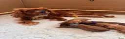 Cavapoo dogs for sale: 🐾🐶 F1 Cavapoo Puppies for Sale 🐶🐾 in Truro - Advert 1