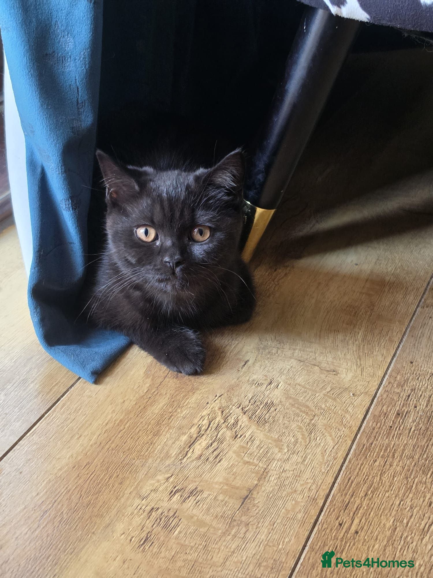 British Shorthair cats British shorthair - Advert 17