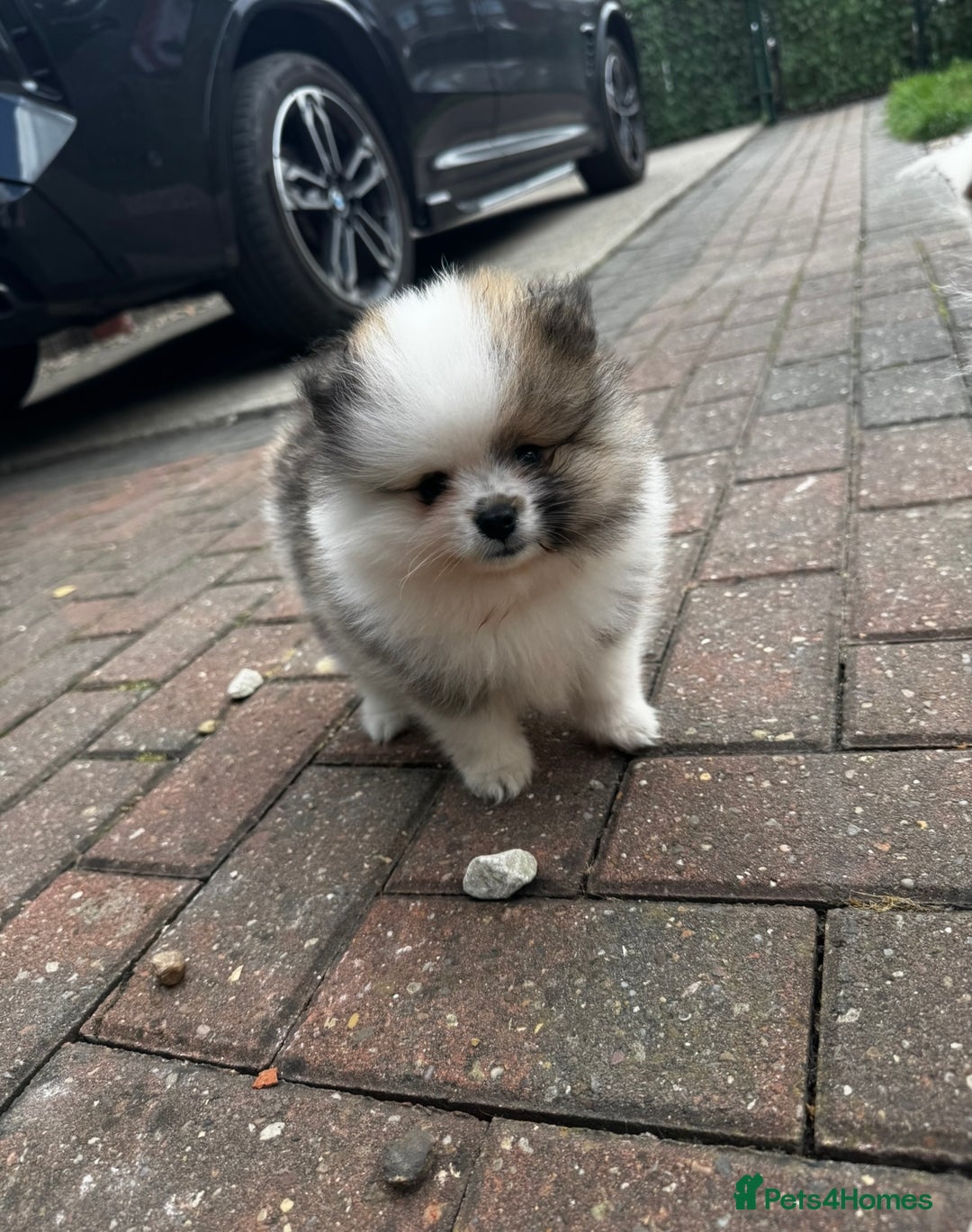 Pomeranian dogs for sale: 1 BOY 1 GIRL POMERANIAN PUPPIES AVAILABLE  - Image 20
