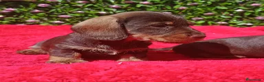 Miniature Dachshund 2