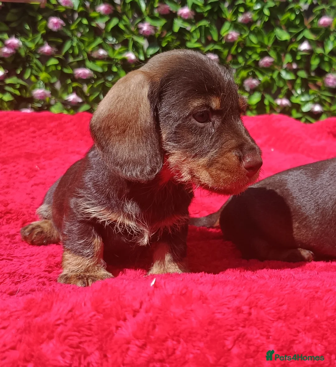 Miniature Dachshund dogs for sale: MINI WIRES KC REG PRA CLEAR - Advert 12