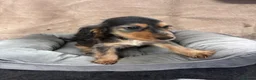 Cocker Spaniel dogs for sale: Adorable little show cocker spaniel pups  - Advert 7