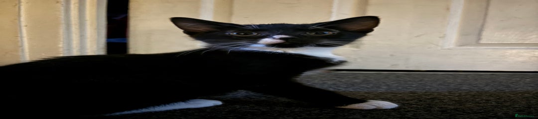 Domestic Shorthair Kitten 3