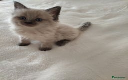 Maine Coon cats for sale: Main coon x Ragdoll - Image 2