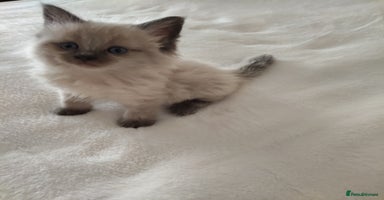 Maine Coon cats - Advert 5